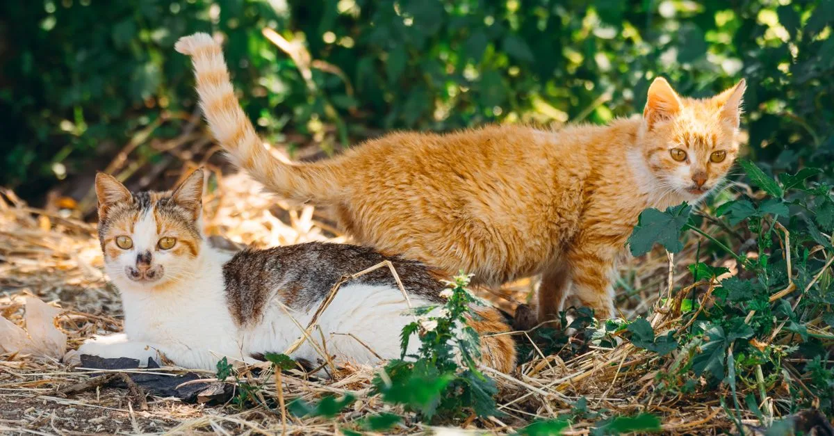 découvrez le egyptian mau, un chat élégant et rapide reconnu pour son pelage tacheté unique et son tempérament affectueux. apprenez tout sur cette race fascinante, son histoire, ses caractéristiques et ses soins essentiels.