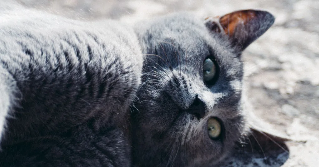 découvrez le chat egyptian mau, une race élégante et unique reconnue pour ses taches naturelles et son tempérament affectueux. parfait compagnon pour les amoureux des chats.