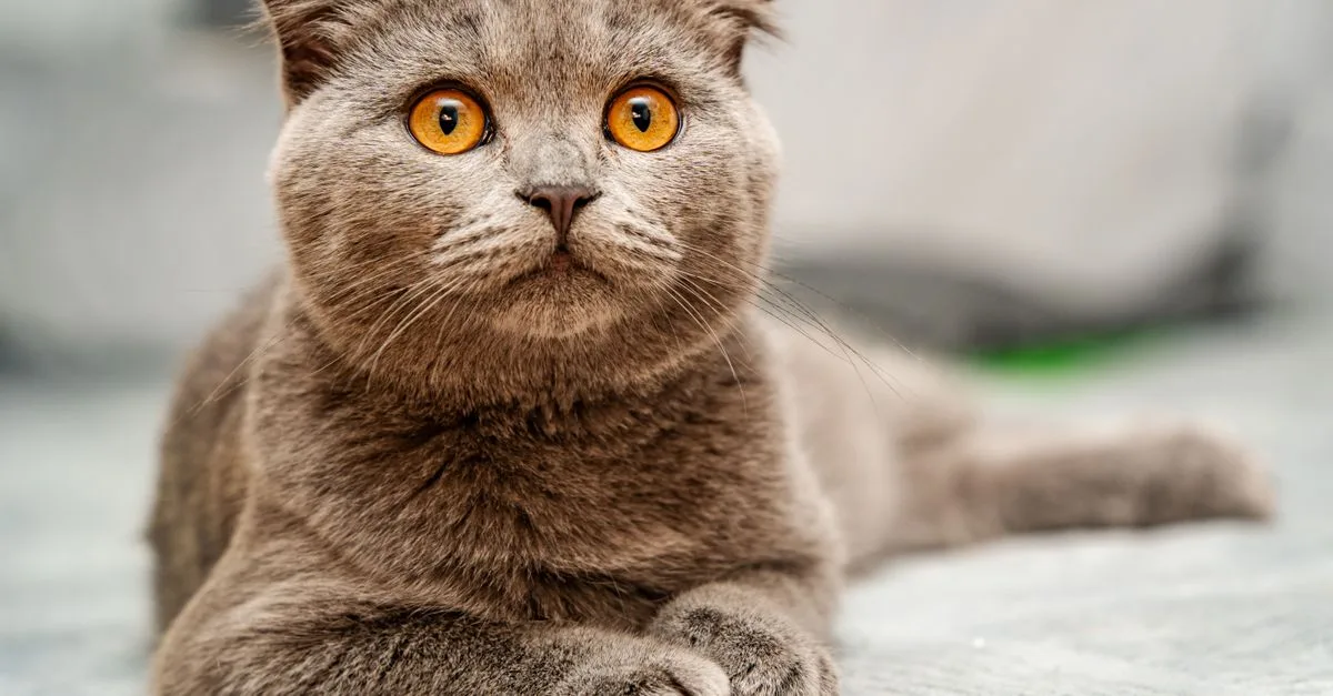 découvrez le exotic shorthair, un chat au pelage doux et aux traits adorables, alliant charme exotique et caractère affectueux.