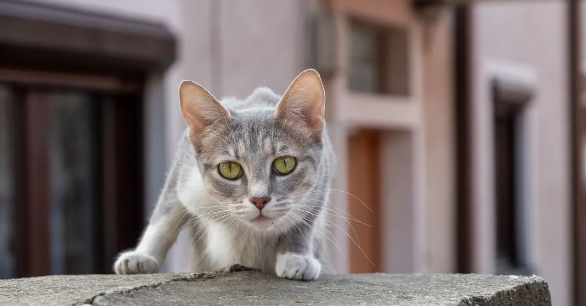 découvrez le german rex, un chat au pelage ondulé unique, reconnu pour son tempérament affectueux et joueur. apprenez tout sur cette race rare et fascinante.