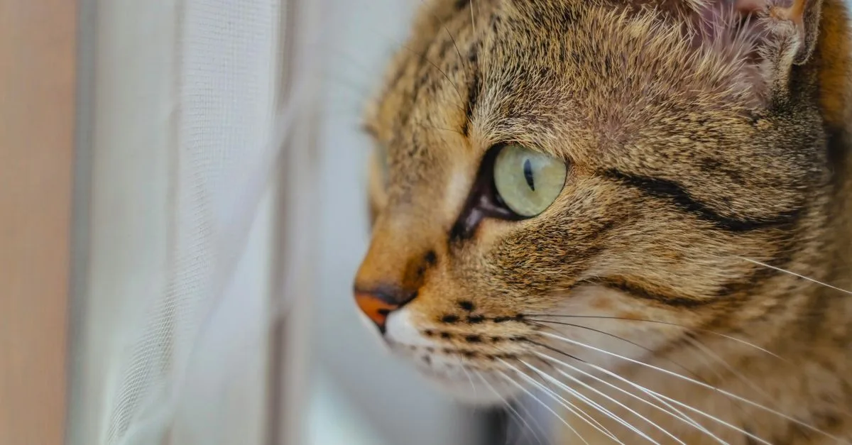 découvrez le havana brown, un chat élégant au pelage brun unique, connu pour son tempérament affectueux et joueur.