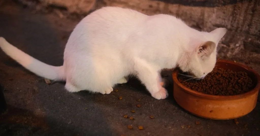 découvrez le chat havana brown, une race élégante et affectueuse connue pour son pelage brun chocolat unique et ses yeux verts expressifs.