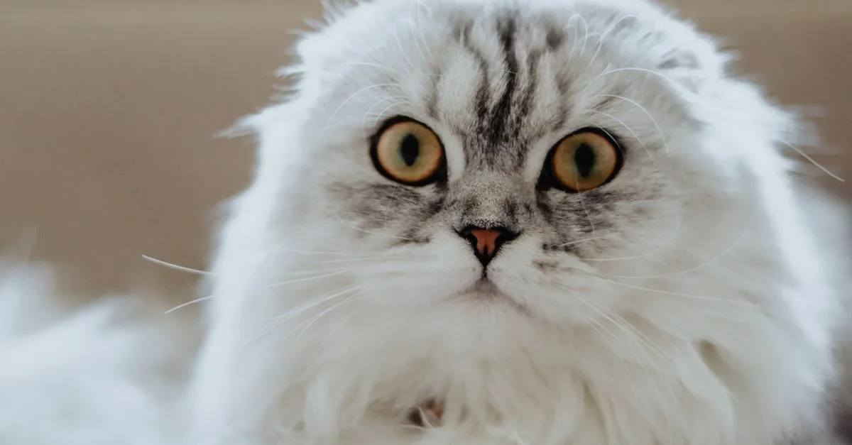 découvrez le highland fold, un chat au pelage unique et aux oreilles pliées caractéristique, alliant douceur et élégance.