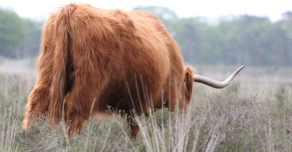 découvrez le highland straight, un whisky écossais authentique, riche en saveurs et en histoire, parfait pour les amateurs de spiritueux raffinés.