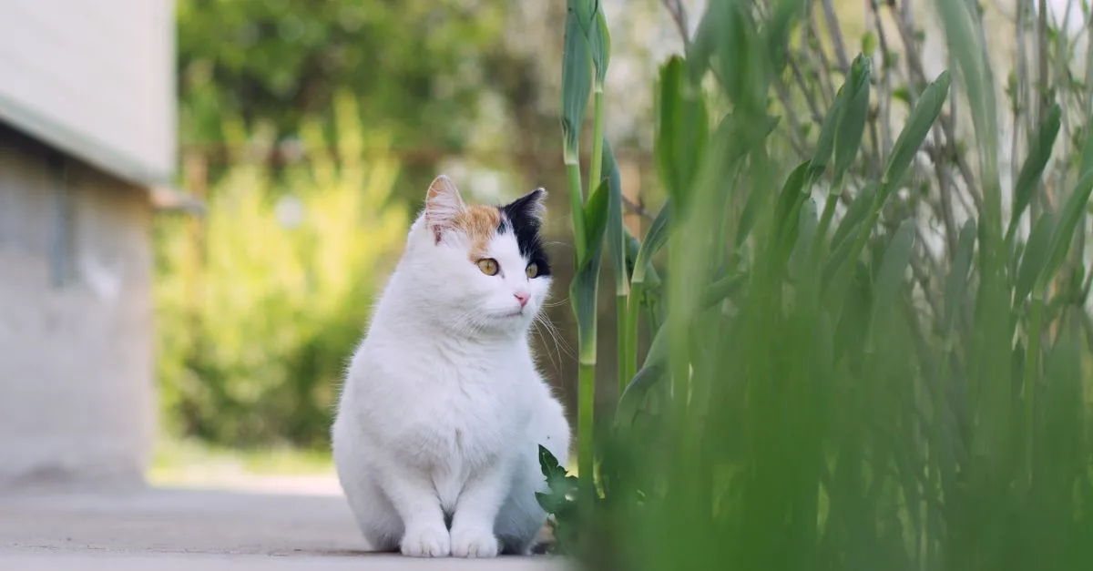 découvrez le japanese bobtail, un chat élégant et joueur reconnu pour sa queue courte distinctive, son tempérament affectueux et son histoire riche au japon.