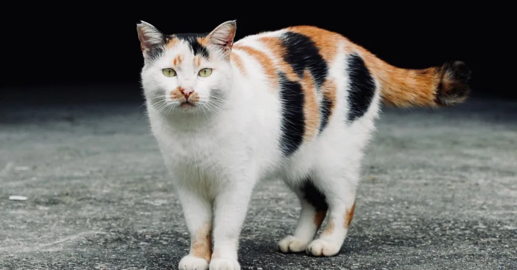 découvrez le japanese bobtail, un chat élégant et énergique reconnu pour sa queue courte en forme de pompon et son tempérament affectueux.