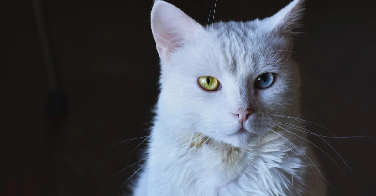 découvrez le khao manee, un chat rare et précieux originaire de thaïlande, réputé pour ses yeux uniques et son pelage blanc éclatant. apprenez-en plus sur cette race fascinante et ses caractéristiques.