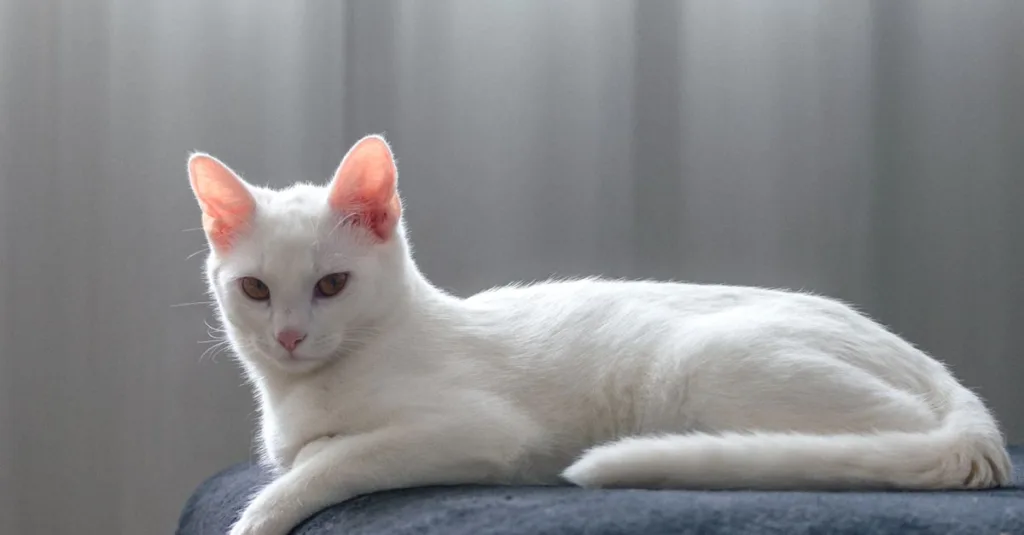 découvrez le khao manee, une race de chat rare originaire de thaïlande, célèbre pour ses yeux magnifiques et sa personnalité douce et affectueuse.