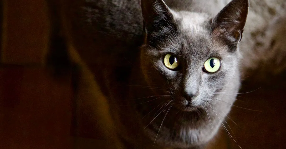 découvrez le korat, un chat élégant et affectueux réputé pour son pelage bleu-gris unique et ses yeux verts brillants. parfait compagnon pour les amateurs de chats attachants et intelligents.