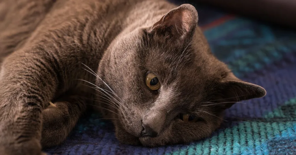 découvrez le chat korat, une race élégante et intelligente reconnue pour son pelage bleu argenté et ses yeux verts éclatants. parfait compagnon affectueux et joueur.