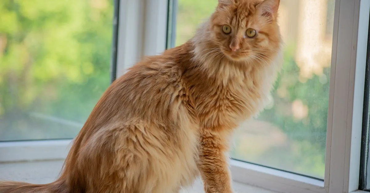 découvrez le kurlian bobtail, une race de chat au pelage bouclé et à la personnalité attachante. apprenez tout sur ses caractéristiques, son entretien et son caractère.