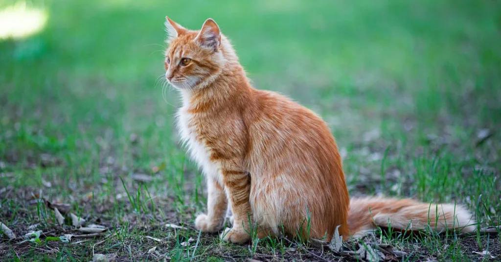 découvrez le kurlian bobtail, un chat unique au pelage bouclé et à la queue courte, réputé pour son caractère affectueux et joueur.