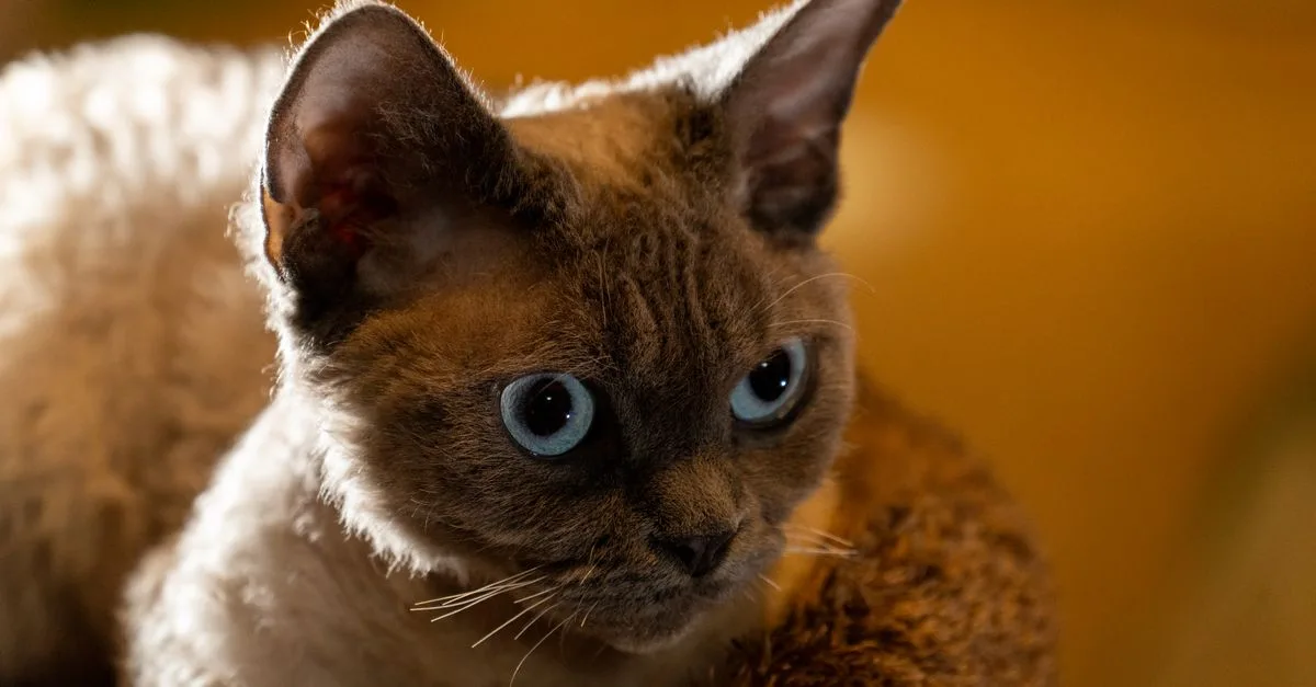 découvrez laperm, une race de chat unique reconnue pour son pelage bouclé et son caractère joueur. parfait pour les amateurs de chats originaux et attachants.