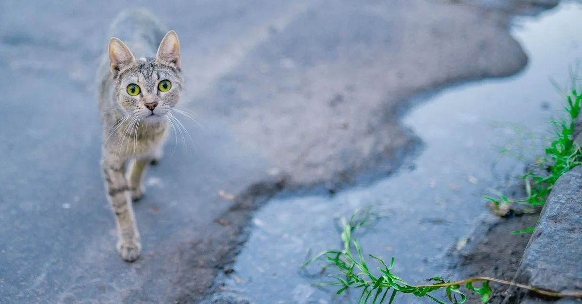 découvrez le chat lykoi, une race unique au pelage partiellement dépourvu de poils, souvent appelé le 'chat loup-garou' pour son apparence distinctive et son caractère affectueux.