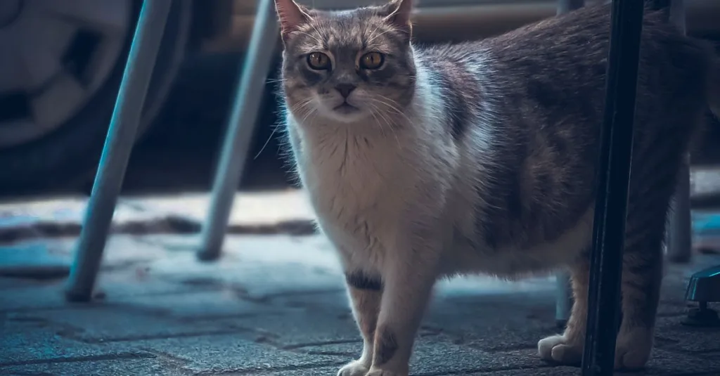 découvrez le chat lykoi, une race unique et mystérieuse au pelage partiellement dépigmenté, souvent surnommée le « chat loup-garou ». apprenez-en plus sur son origine, son tempérament et ses soins spécifiques.