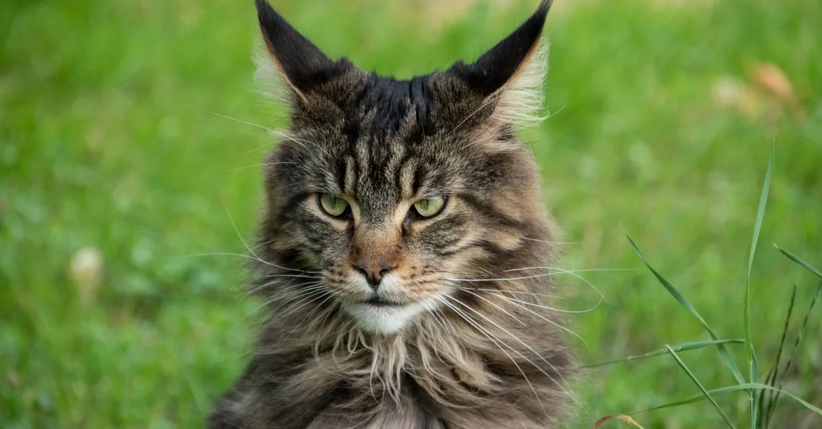 découvrez le maine coon, une race de chat majestueuse et affectueuse, célèbre pour sa grande taille, son pelage épais et sa personnalité douce.