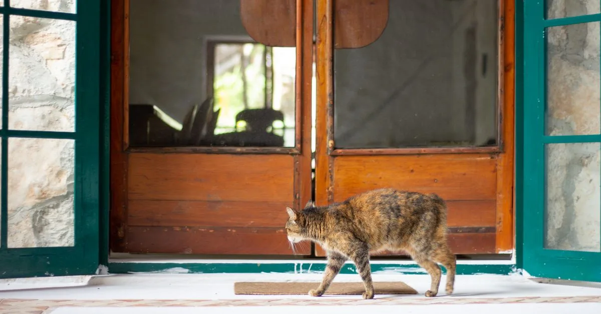 découvrez le chat manx, une race unique sans queue, reconnue pour son caractère affectueux et joueur. idéal pour les amateurs de félins originaux.