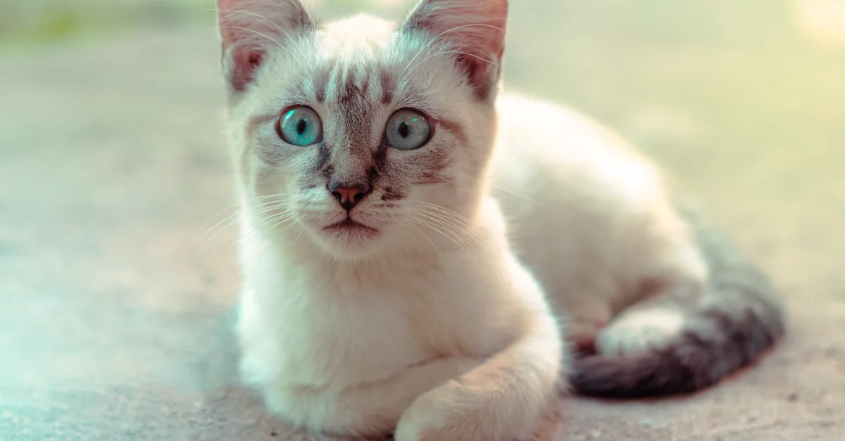 découvrez le mekong bobtail, un chat élégant et affectueux reconnu pour sa queue courte et son tempérament doux. parfait compagnon pour toute la famille.