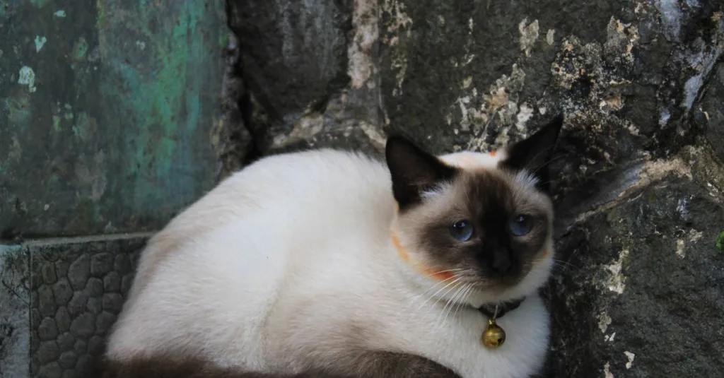 découvrez le mekong bobtail, un chat élégant aux origines mystérieuses, réputé pour sa queue courte unique et son tempérament doux et affectueux.