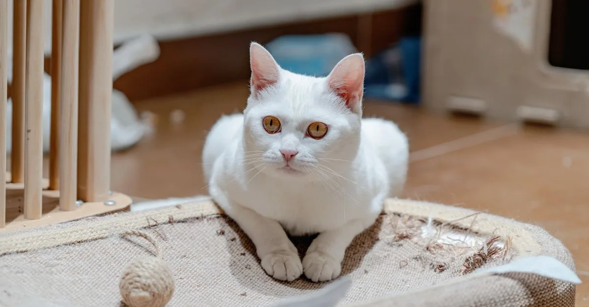 découvrez le munchkin, un chatau caractère joueur et affectueux, reconnu pour ses pattes courtes uniques et son tempérament doux.