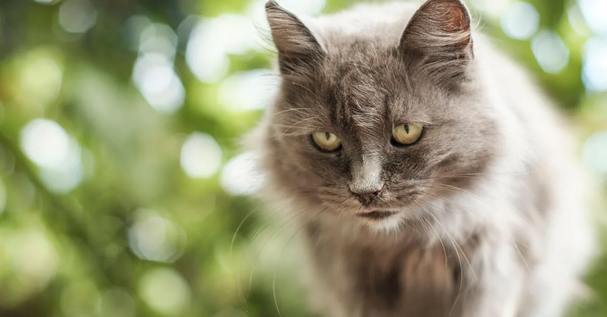découvrez le nebelung, un chat élégant au pelage bleu-argenté et aux yeux verts éclatants, apprécié pour son tempérament doux et sa beauté unique.
