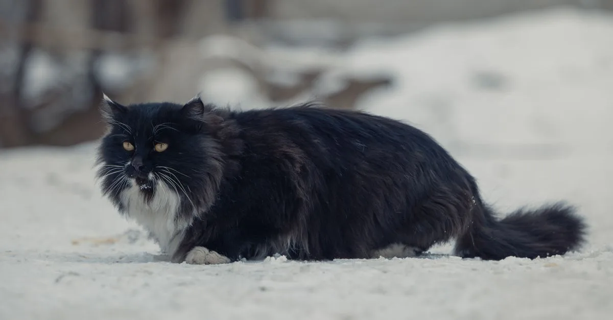 découvrez le norwegian forest cat, un chat majestueux aux poils longs et à la personnalité douce, idéal pour les amoureux des félins élégants et affectueux.