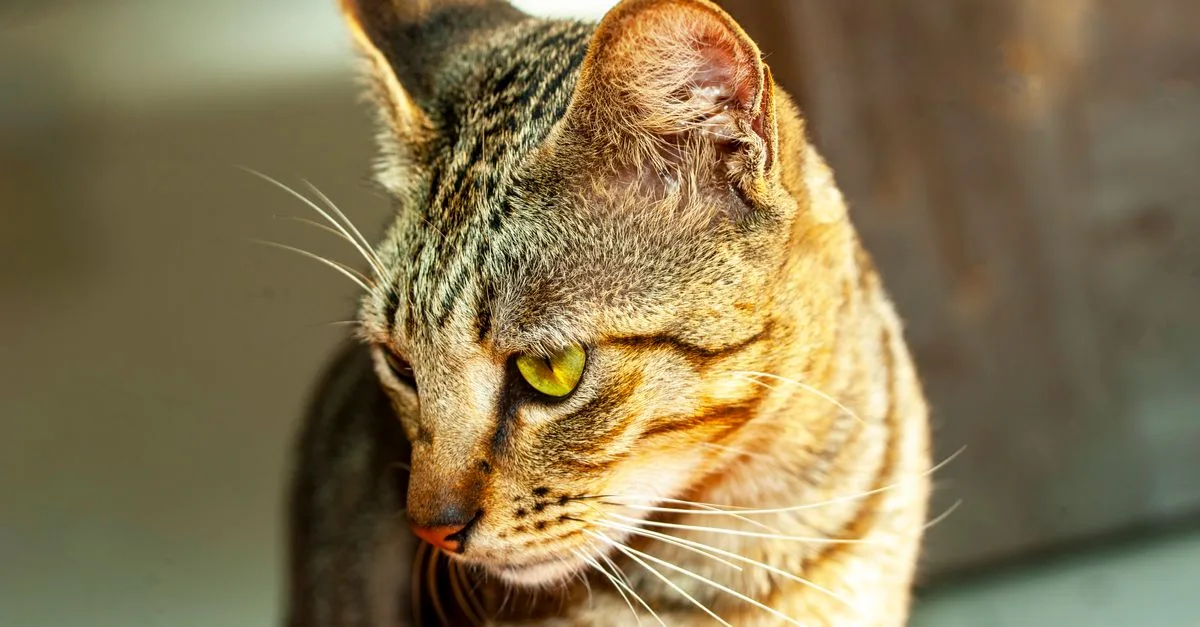 découvrez l'ocicat, un chat élégant et sociable au pelage tacheté unique, parfait compagnon pour les amateurs de félins actifs et affectueux.