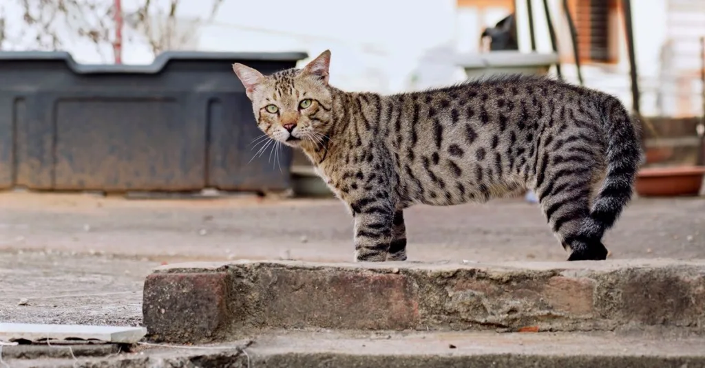 découvrez l'ocicat, un chat élégant au pelage tacheté rappelant le léopard, connu pour sa personnalité affectueuse et active.