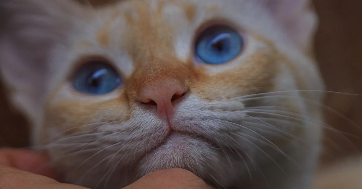 découvrez la beauté unique des yeux bleus, symbole de mystère et d'élégance. explorez des conseils, astuces et curiosités autour des yeux bleus.