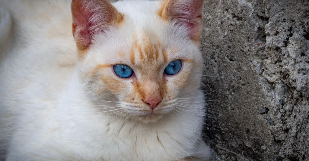 découvrez la beauté unique des yeux bleus, symbole de mystère et de charme naturel, avec des conseils et informations fascinantes.