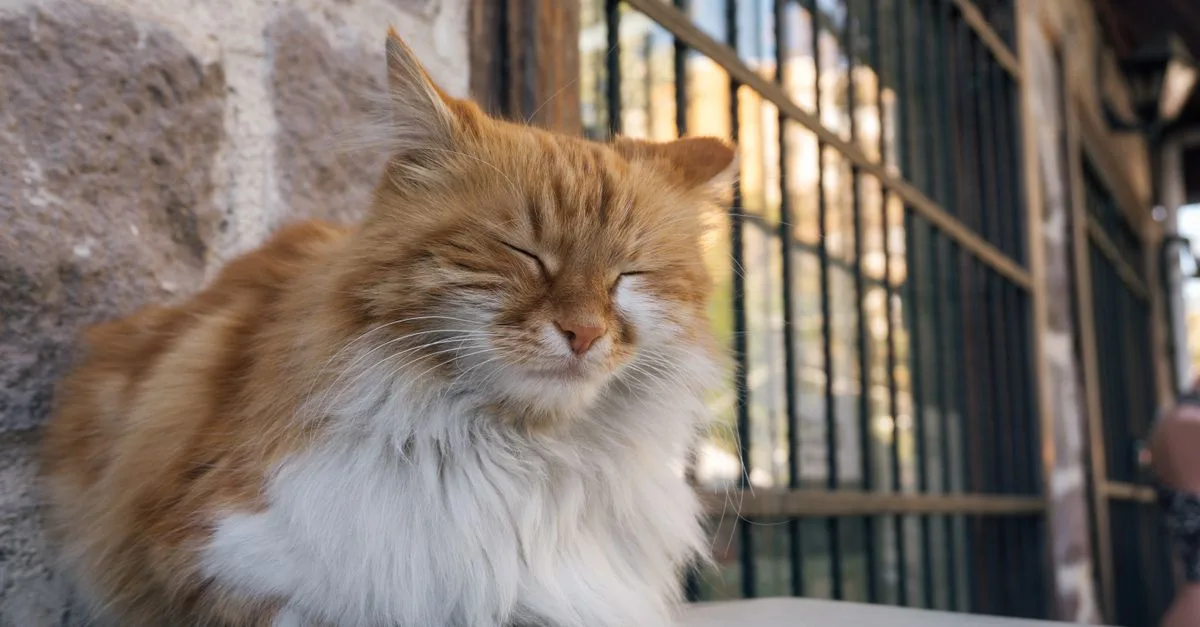 découvrez le oriental longhair, un chat élégant au pelage long et soyeux, reconnu pour son caractère affectueux et sa grande intelligence.