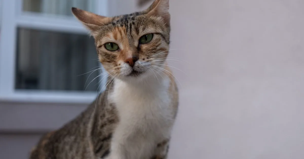 découvrez le chat oriental shorthair, une race élégante et affectueuse reconnue pour son pelage court, ses grandes oreilles et son caractère sociable.