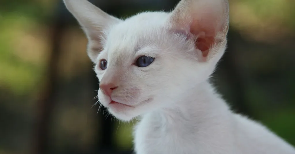 découvrez le chat oriental shorthair, élégant et affectueux, connu pour son pelage court et ses grandes oreilles expressives. idéal pour les amateurs de chats actifs et sociables.