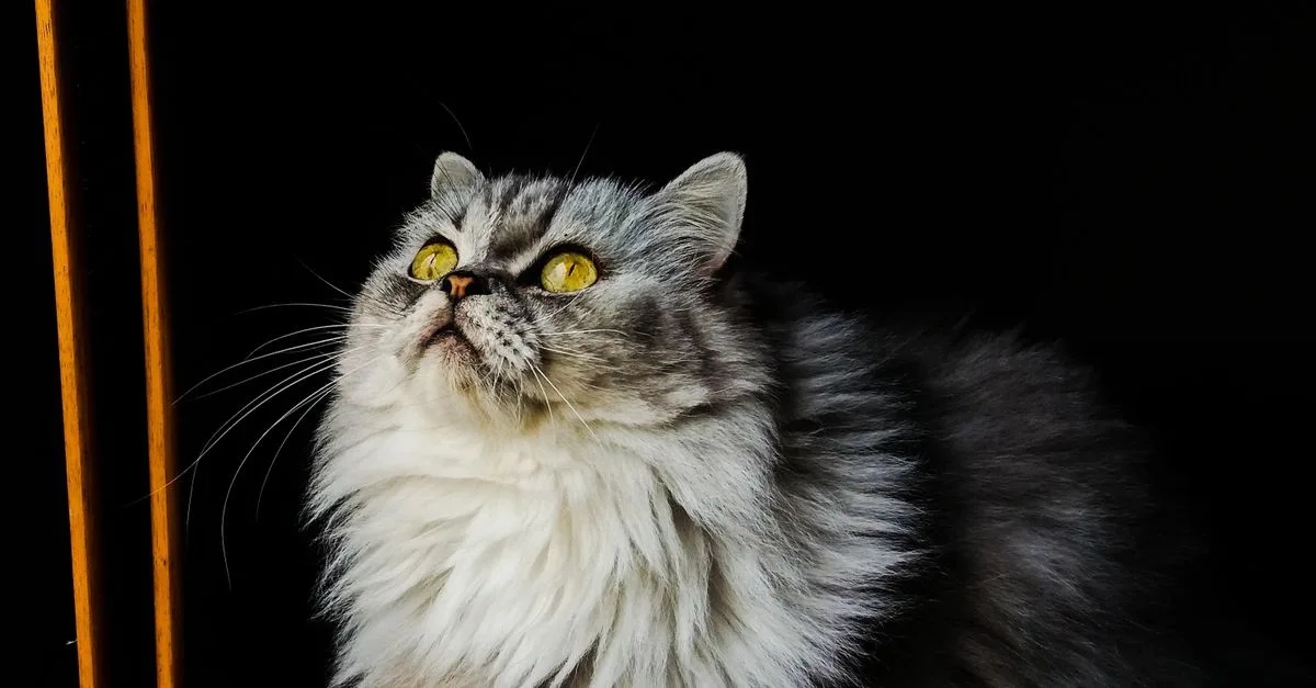découvrez tout sur le chat persan, une race de chat élégante et douce, connue pour son pelage long et son caractère affectueux.