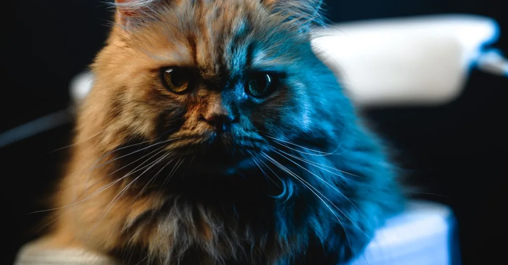 découvrez tout sur le chat persan, une race élégante et douce, célèbre pour son pelage long et soyeux ainsi que son caractère calme et affectueux.