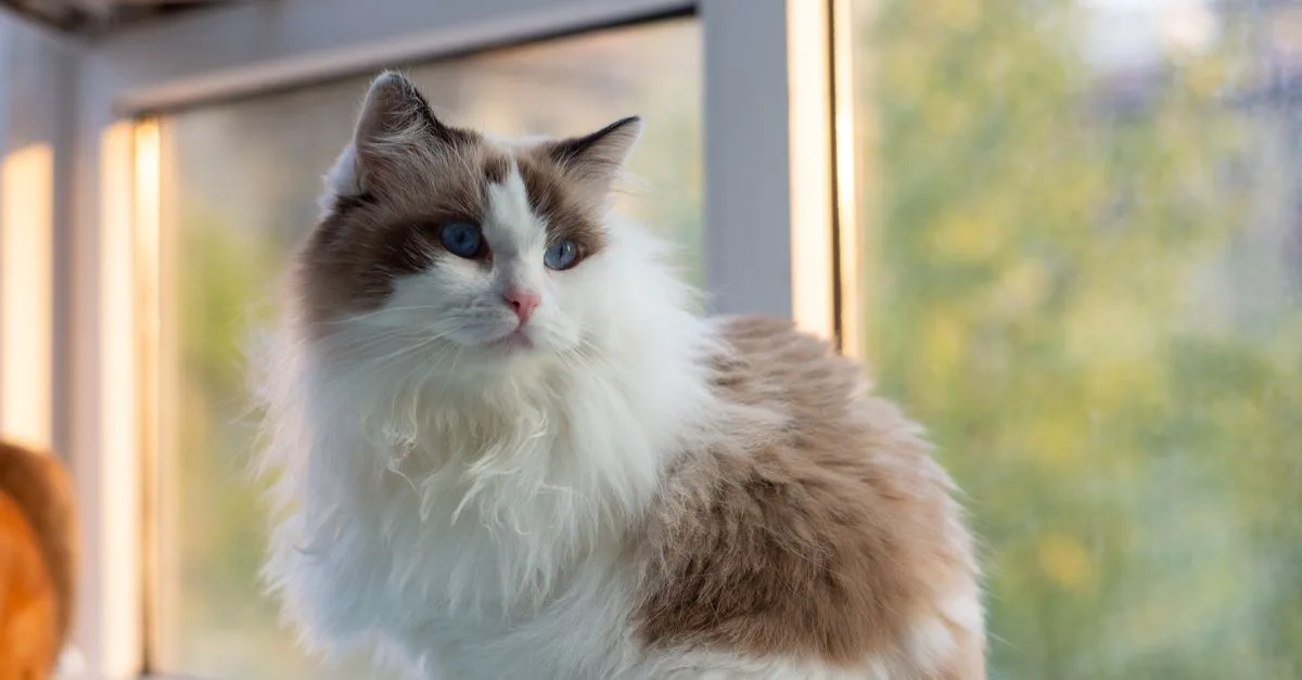 découvrez le ragamuffin, un chat doux et affectueux au pelage luxuriant. apprenez tout sur ses caractéristiques, son comportement et ses soins.