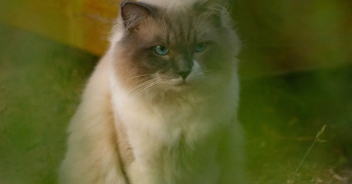 découvrez tout sur le chat ragdoll : son caractère doux, son apparence unique et ses besoins spécifiques. un compagnon idéal pour toute la famille.