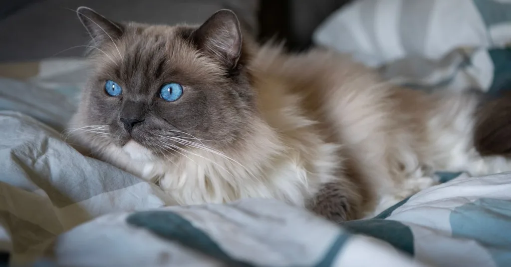 découvrez le ragdoll, un chat doux et affectueux connu pour son pelage soyeux et sa nature calme. parfait compagnon pour toute la famille.