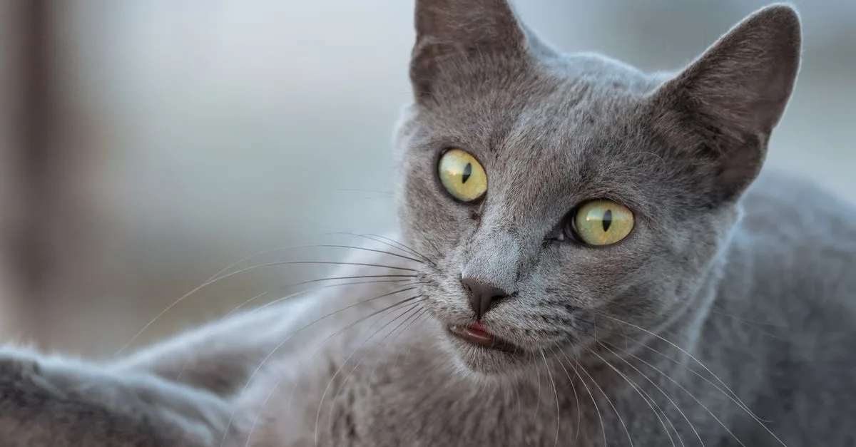 découvrez le russian blue, un chat élégant au pelage argenté et aux yeux verts perçants, réputé pour son tempérament doux et intelligent.
