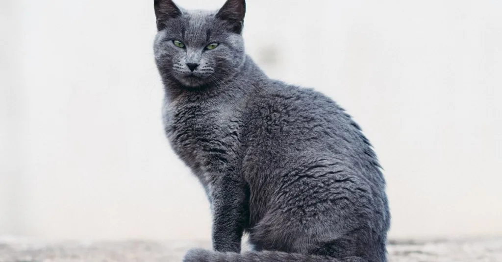 découvrez tout sur le russian blue, un chat élégant et mystérieux, réputé pour son pelage bleu-gris soyeux et ses yeux verts émeraude.