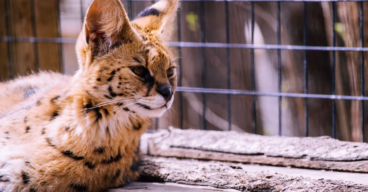 découvrez le chat savannah, une race féline exceptionnelle alliant élégance, intelligence et énergie. parfait pour les amateurs de chats recherchant un compagnon unique et actif.