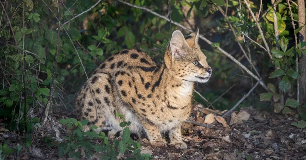 découvrez le chat savannah, une race élégante et exotique alliant beauté sauvage et tempérament affectueux, idéale pour les amateurs de félins uniques.