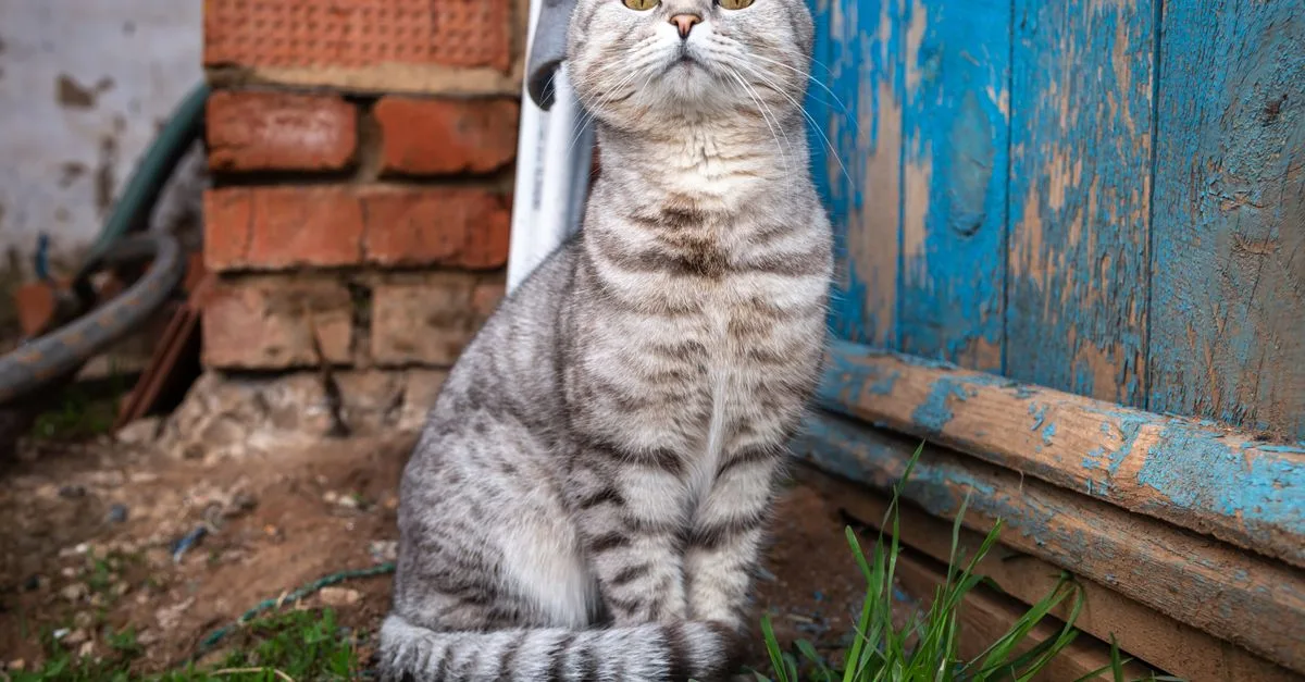 découvrez le scottish fold, un chat adorable connu pour ses oreilles pliées uniques et son tempérament affectueux. parfait compagnon pour la famille.