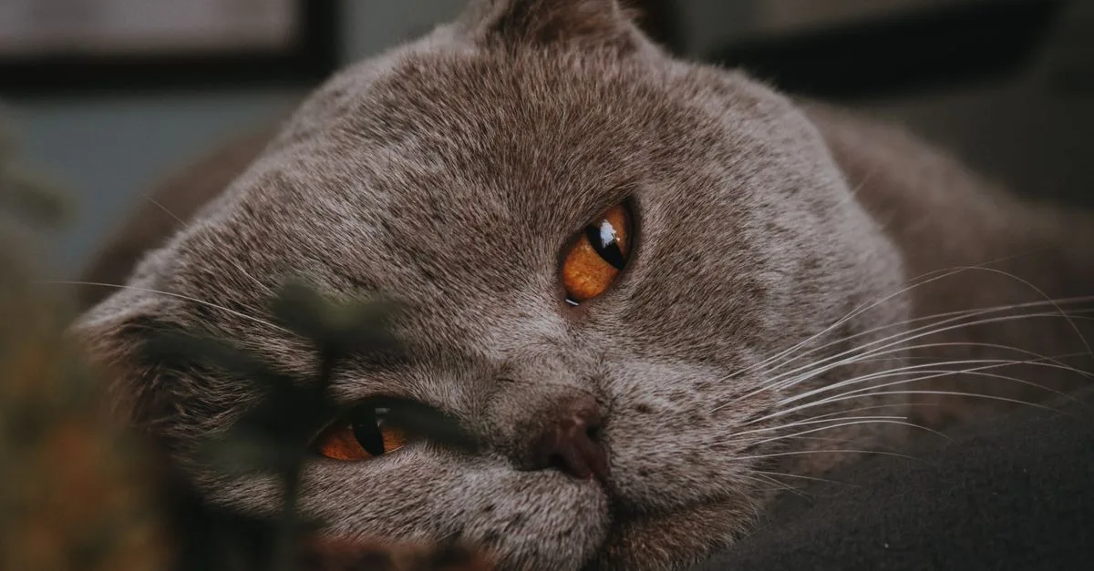 découvrez la scottish straight, une race de chat élégante et douce, connue pour son pelage soyeux et son caractère affectueux.