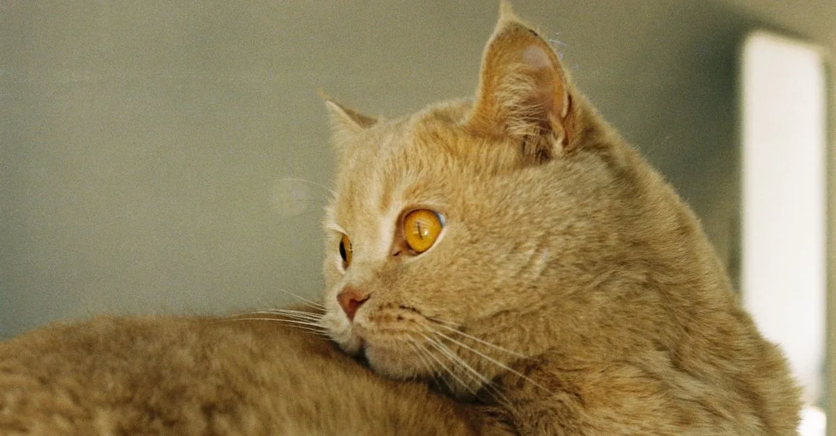 découvrez le selkirk rex, un chat unique au pelage bouclé et doux, réputé pour son caractère affectueux et joueur.