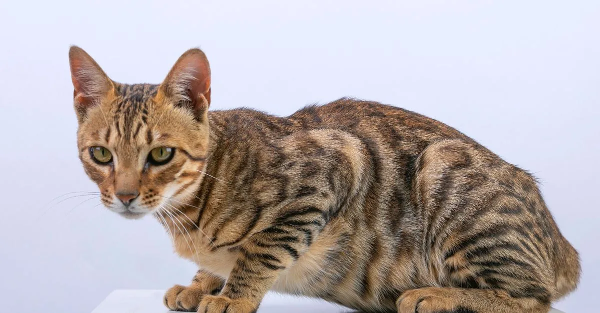 découvrez le chat serengeti, une race élégante au pelage tacheté rappelant les félins sauvages, connue pour son tempérament actif et affectueux.