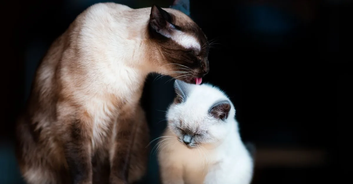 découvrez tout sur le chat siamois, une race élégante reconnue pour son pelage distinctif, ses yeux bleus brillants et sa personnalité affectueuse.