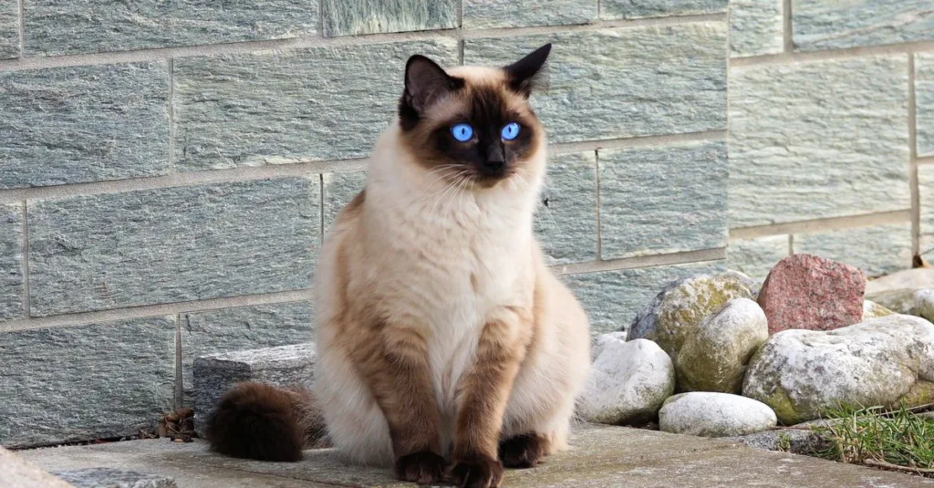 découvrez le chat siamois, une race élégante et affectueuse connue pour ses yeux bleus captivants et son tempérament sociable.