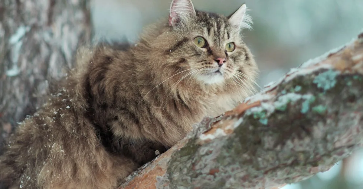 découvrez le chat sibérien, une race naturelle et robuste, réputée pour son pelage épais, son caractère affectueux et sa grande intelligence.