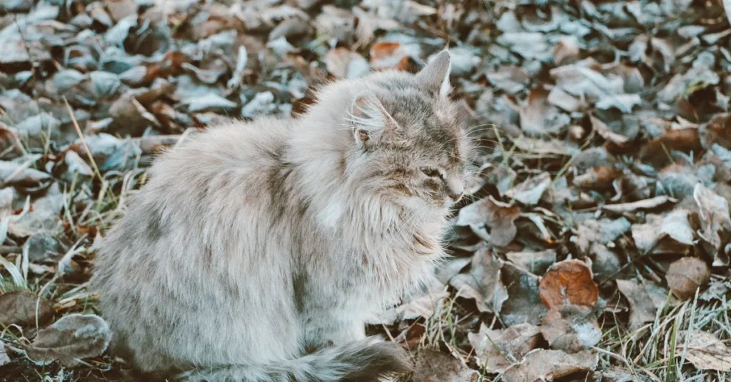 découvrez le chat sibérien, une race robuste et affectueuse réputée pour son pelage épais, sa nature douce et son intelligence remarquable.